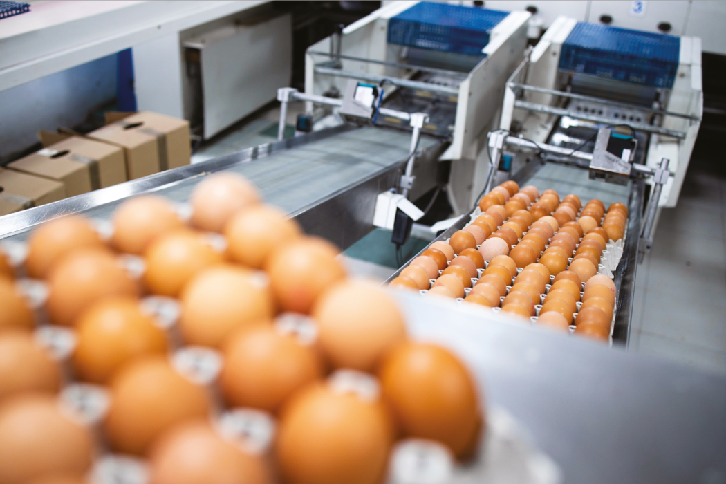 Factory assembly line with egg trays