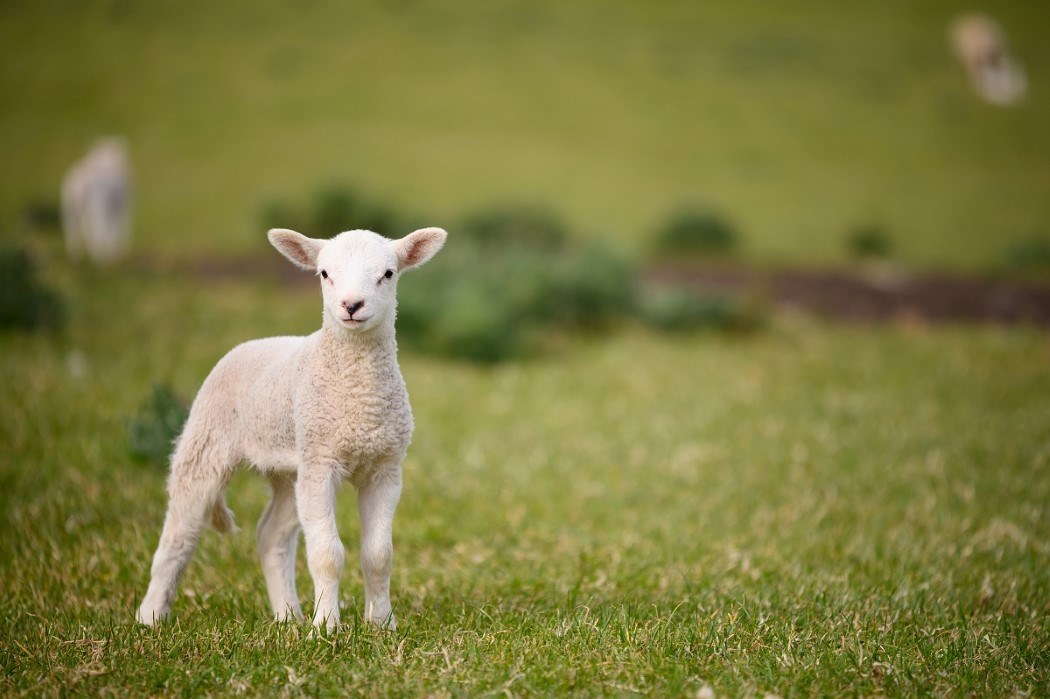 Milkivit Energized Lamb Milk, a new approach to feeding lambs - Trouw ...